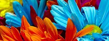 Panoráma Kvety Obrazy zs18572